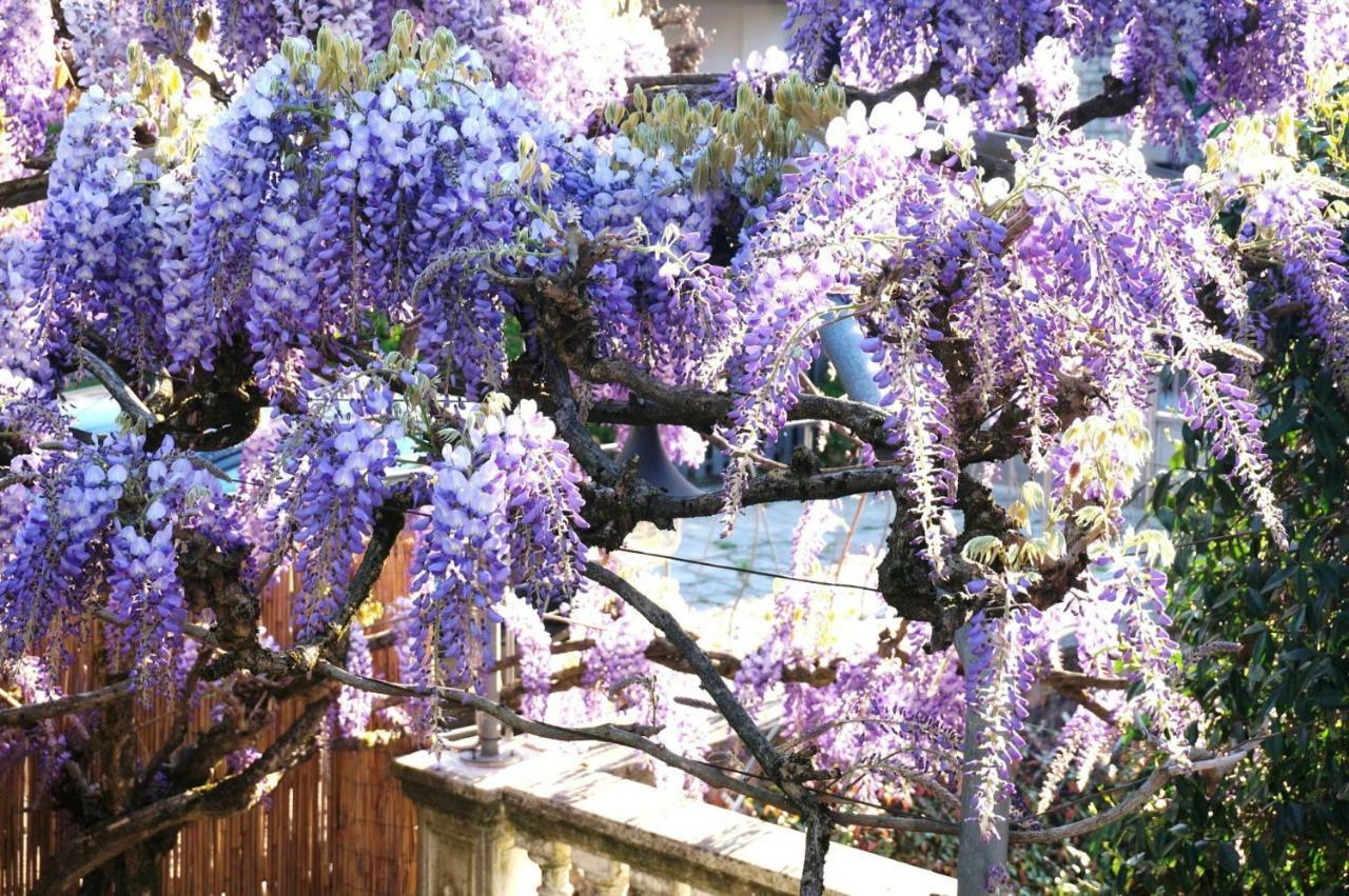 Apartamento Il Glicine Di Lucca Exterior foto